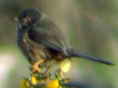 Dartford Warbler