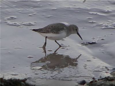 Dunlin
