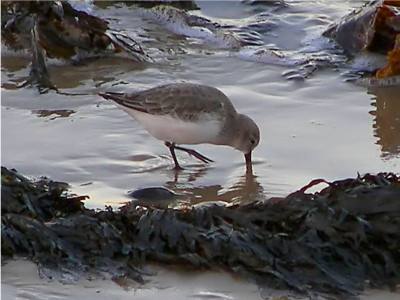 Dunlin