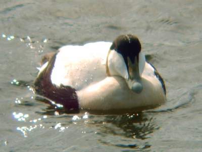 (Common) Eider