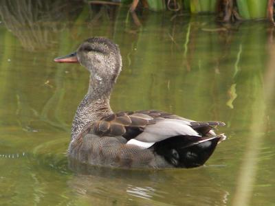 Gadwall