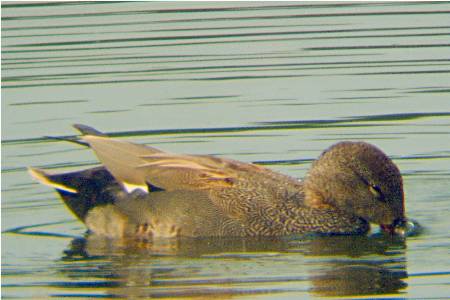Gadwall