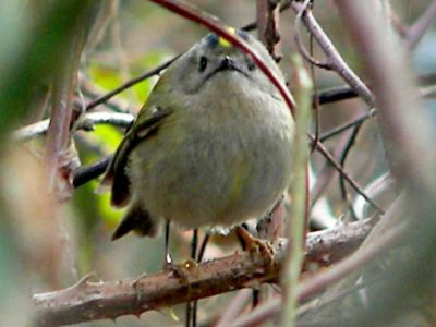 Goldcrest