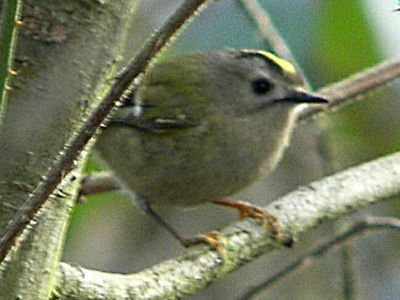 Goldcrest