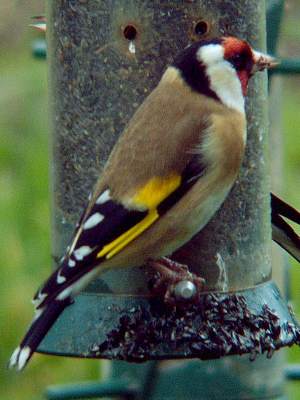 (European) Goldfinch