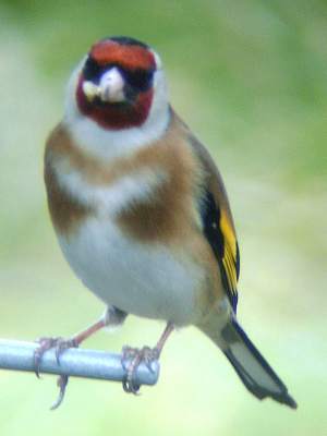 (European) Goldfinch