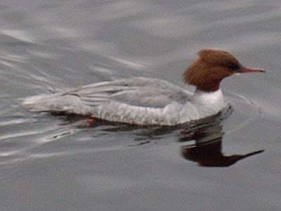 Goosander