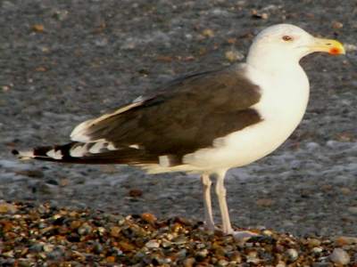 Great Black-backed Gull