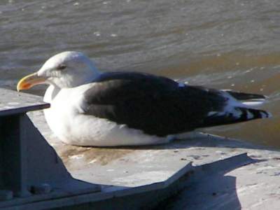 Great Black-backed Gull