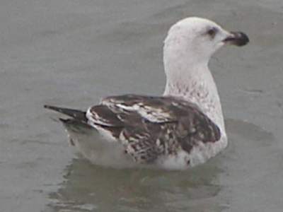 Great Black-backed Gull