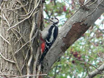 Great Spotted Woodpecker