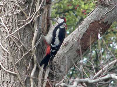 Great Spotted Woodpecker