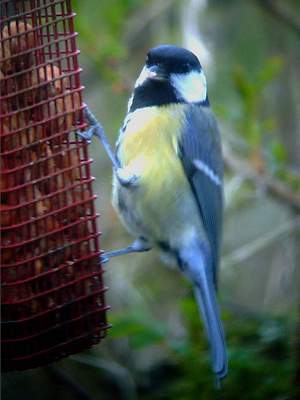 Great Tit