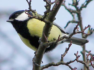 Great Tit
