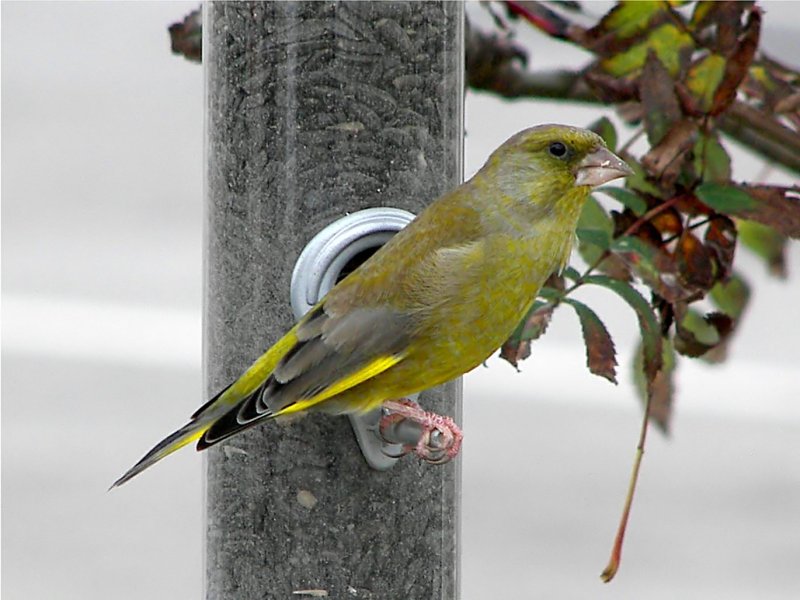 (European) Greenfinch