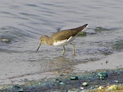 Green Sandpiper
