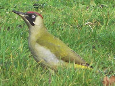 (European) Green Woodpecker