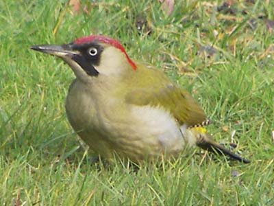 (European) Green Woodpecker