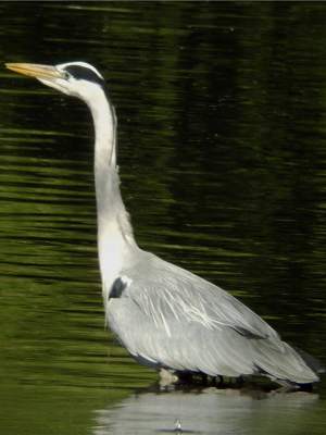 Grey Heron