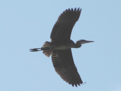 Grey Heron