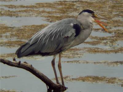 Grey Heron