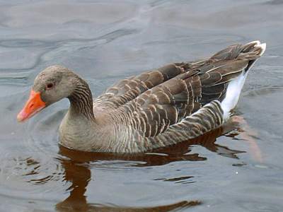 Greylag Goose