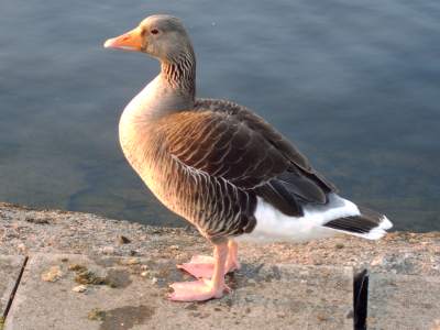 Greylag Goose