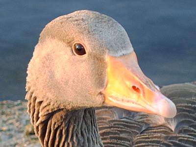 Greylag Goose