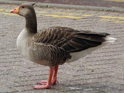 Greylag Goose