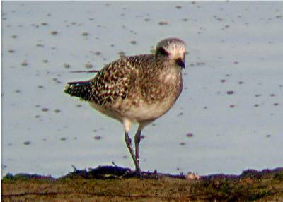 Grey Plover