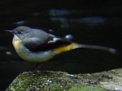 Grey Wagtail
