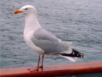 Herring Gull