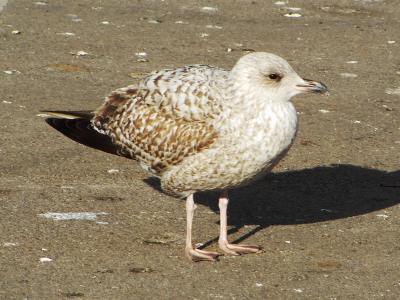 Herring Gull