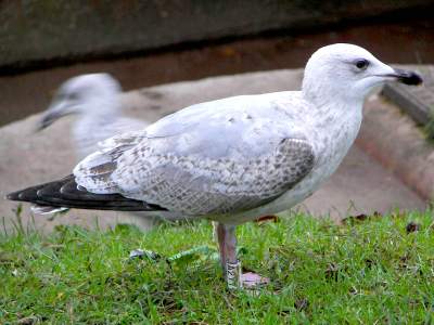 Herring Gull