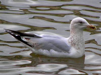 Herring Gull