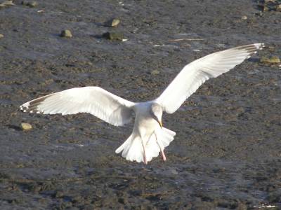Herring Gull