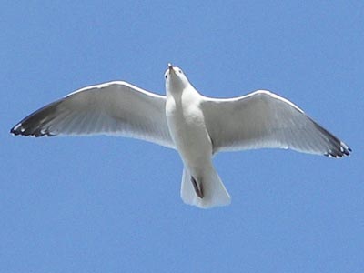 Herring Gull