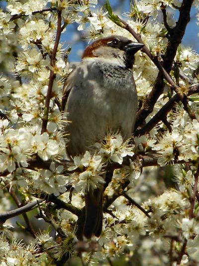 House Sparrow