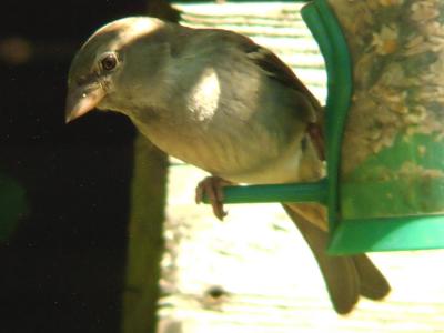 House Sparrow