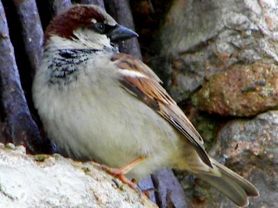 House Sparrow
