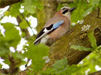 (Eurasian) Jay
