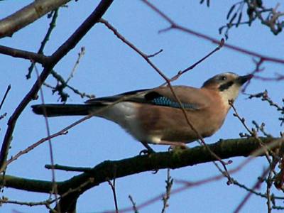 (Eurasian) Jay