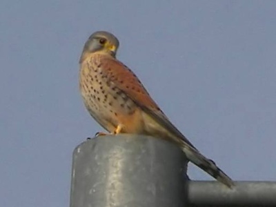 (Common) Kestrel