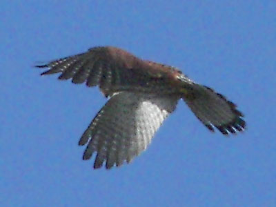 (Common) Kestrel