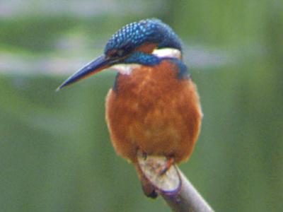 (Common) Kingfisher