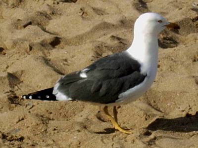 Lesser Black-backed Gull