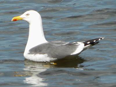 Lesser Black-backed Gull