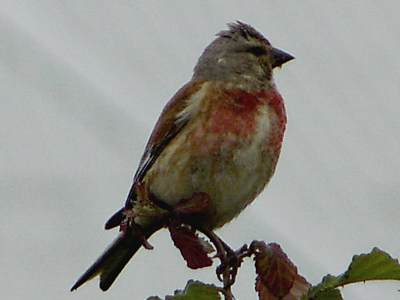 (Common) Linnet