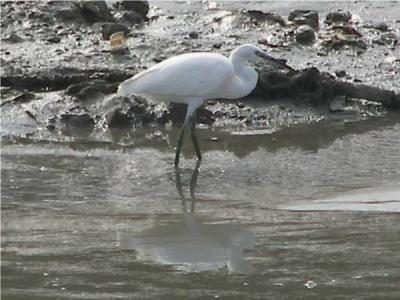 Little Egret