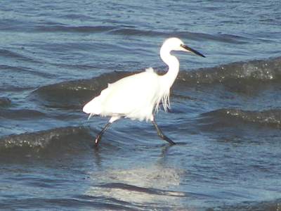 Little Egret